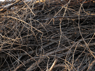 A pile of dry twigs as a background. Wooden background.