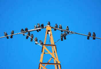 Birds on high voltage wires on electric poles. Daw.