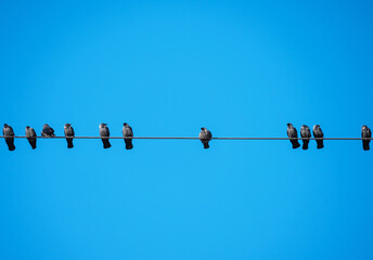 Birds on high voltage wires on electric poles. Daw.