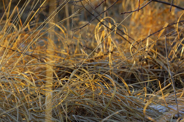 Late autumn. Dry golden grass at sunset with first snow on it