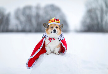 portrait of a charming corgi dog in a royal crown and red mantle