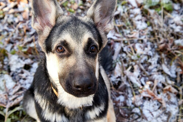 Young Dog German Shepherd in a cold autumn day. Puppy in nature landscape