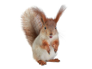 squirrel with open mouth isolated on white background