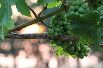 Pinot noir grape cluster on trellis prior to color change backlit by sun 