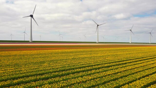 Tulips blossoming with wWind turbines on a levee and off shore in the background off the coast of Flevoland in the IJsselmeer in The Netherlands. Aerial view.