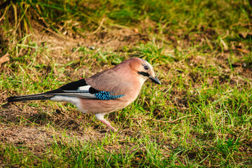 Eurasian jay - a bird of the crow family. 