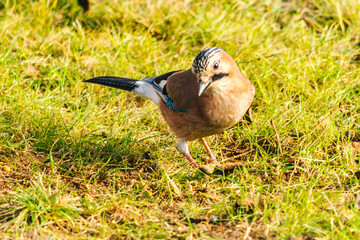 Eurasian jay - a bird of the crow family. 