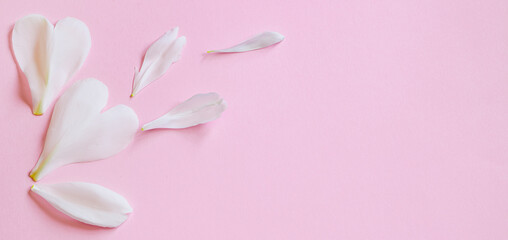 White flower petals on pink background. Design for greeting card for Valentines Day.
