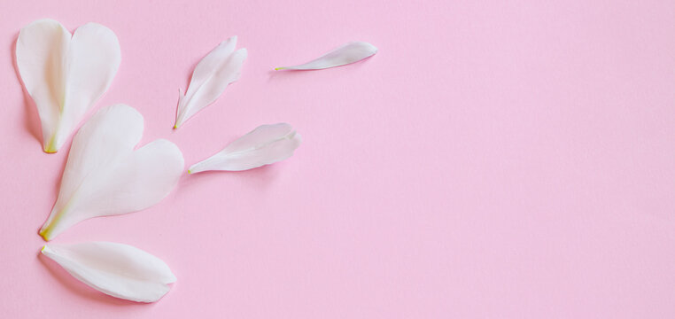 White flower petals on pink background. Design for greeting card for Valentines Day. © Galina Atroshchenko