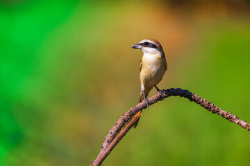 bird in thailand : Brown Shrike, Lanius cristatus