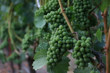 Pinot noir grape clusters prior to color change