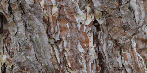 Fondo de corteza de árbol con musgo.