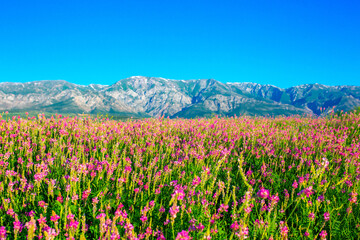 Blooming field against the background of mountains. Beautiful landscape with lavender flowers. Spring background of colorful landscape. Mountain pink flowers.