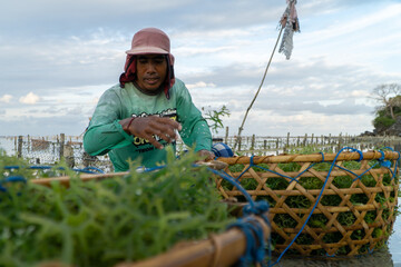 Nusa Penida,Bali-Sept 04 2021: A seaweed farmer in Nusa Penida Bali is harvesting his seaweed cages on a cloudy afternoon. Grass became the main commodity when tourism collapsed in Nusa Penida Bali
