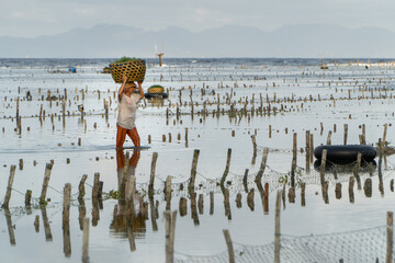 Nusa Penida,Bali-Sept 04 2021: A seaweed farmer in Nusa Penida Bali is harvesting his seaweed cages on a cloudy afternoon. Grass became the main commodity when tourism collapsed in Nusa Penida Bali
