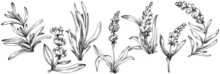 Lavender Isolated sketch illustration. Hand drawn element for wedding herb, plant or monogram with elegant leaves for invitation save the date card design. Botanical rustic trendy greenery. © yanushkov