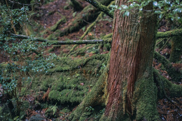 Winter Yaskuhima forest in Kyusyu Japan(World Heritage in Japan)