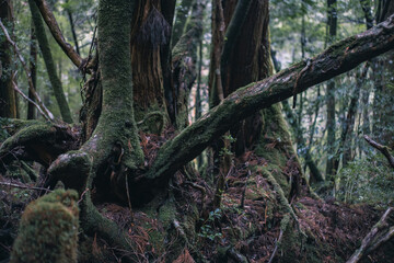 Winter Yaskuhima forest in Kyusyu Japan(World Heritage in Japan)