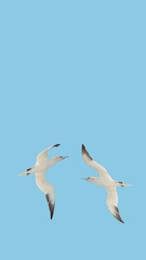 Obraz premium Cover page with a pair of Northern Gannets dancing in blue sky at solid background with copy space. Concept freedom, love, earth, and nature.