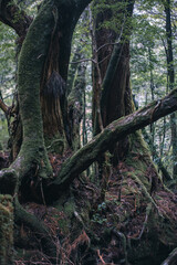 Fototapeta premium Winter Yaskuhima forest in Kyusyu Japan(World Heritage in Japan)