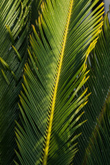 selective focus on a palm textured branch close-up. Leaf of cycas revoluta thunb in full frame