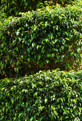 decorative pruning of weeping fig tree in tiers close-up.Green leaves background