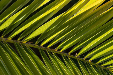 palm leaf background. Palm leaves close-up in sun in backlight full frame

