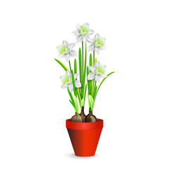White narcissus flowers in a plastic shipping pot for room decor. Vector illustration for interior design, flower shop advertising, other. 