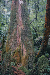 Winter Yaskuhima forest in Kyusyu Japan(World Heritage in Japan)