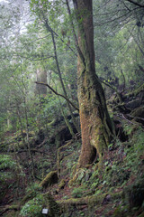 Obraz premium Winter Yaskuhima forest in Kyusyu Japan(World Heritage in Japan)