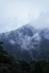 Winter Yaskuhima forest in Kyusyu Japan(World Heritage in Japan)