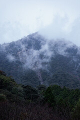 Winter Yaskuhima forest in Kyusyu Japan(World Heritage in Japan)