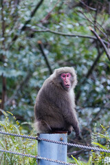 Wild monkey in Yakushima island Kagoshima Japan