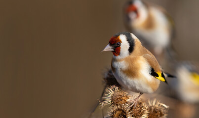 The European goldfinch or simply the goldfinch (Carduelis carduelis) 