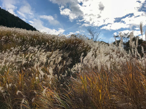 Japanese pampas grass in the field