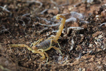 Highly venomous scorpion on soil in Essaouira, Morocco beach, North Africa. Dangerous scorpion...