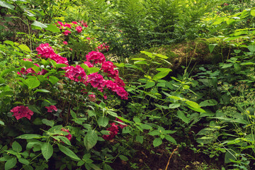 Pink blooming flowers and a fallen tree trunk in a lush backyard in summer.