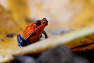 Blue-jeans Frog or Strawberry Poison-dart Frog (Dendrobates pumilio) sitting on the ground of the rainforest in Sarapiqui in Costa Rica