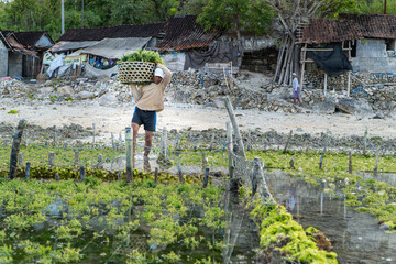 Nusa Penida,Bali-Sept 04 2021: A seaweed farmer in Nusa Penida Bali is harvesting his seaweed cages on a cloudy afternoon. Grass became the main commodity when tourism collapsed in Nusa Penida Bali