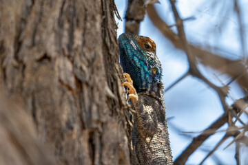 Ground Agama in the Kgalagadi