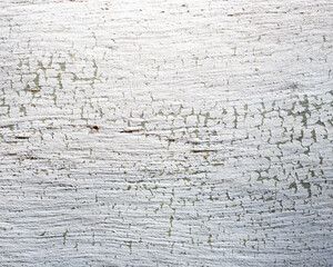 texture of Eucalyptus tree bark
