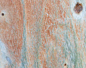 texture of Eucalyptus tree bark