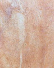 texture of Eucalyptus tree bark