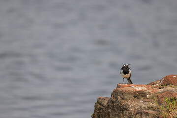 small bird on a rock