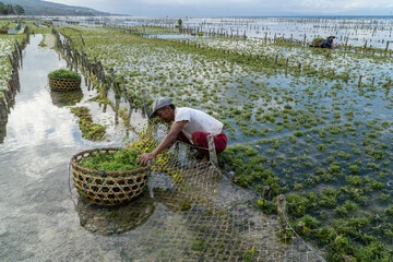 Nusa Penida,Bali-Sept 04 2021: A seaweed farmer in Nusa Penida Bali is harvesting his seaweed cages on a cloudy afternoon. Grass became the main commodity when tourism collapsed in Nusa Penida Bali