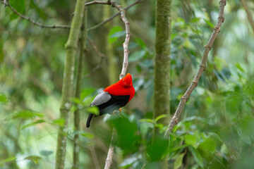 Beautiful red bird on tree branch in Jardin, Antioquia, Colombia.
