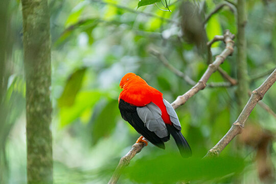 Beautiful red bird on tree branch in Jardin, Antioquia, Colombia.