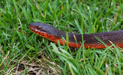 Profile of a red bellied water snake