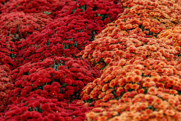 multi-colored flower beds of beautiful chrysanthemums