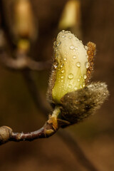beautiful magnolia flowers with water droplets